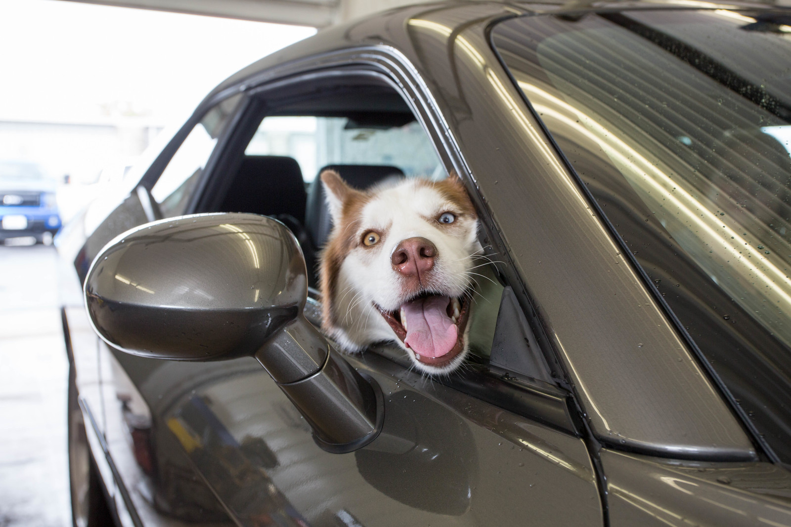 Dogs say: Two paws up for John's Auto Service in Frankfort, IL